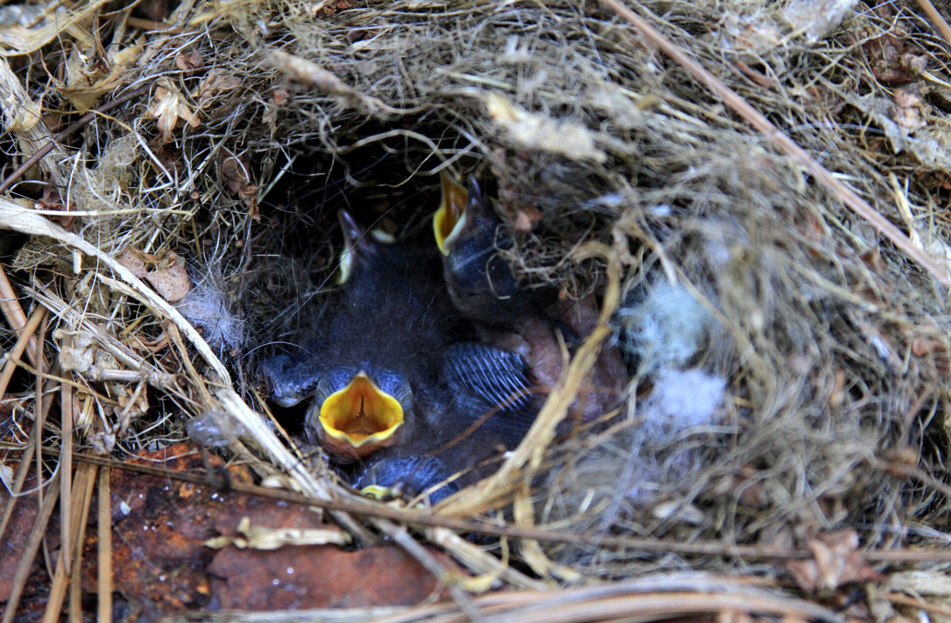 wren chicks