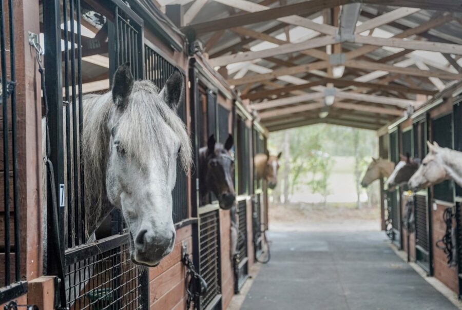 black prong adventures trail horse team- meet the horses