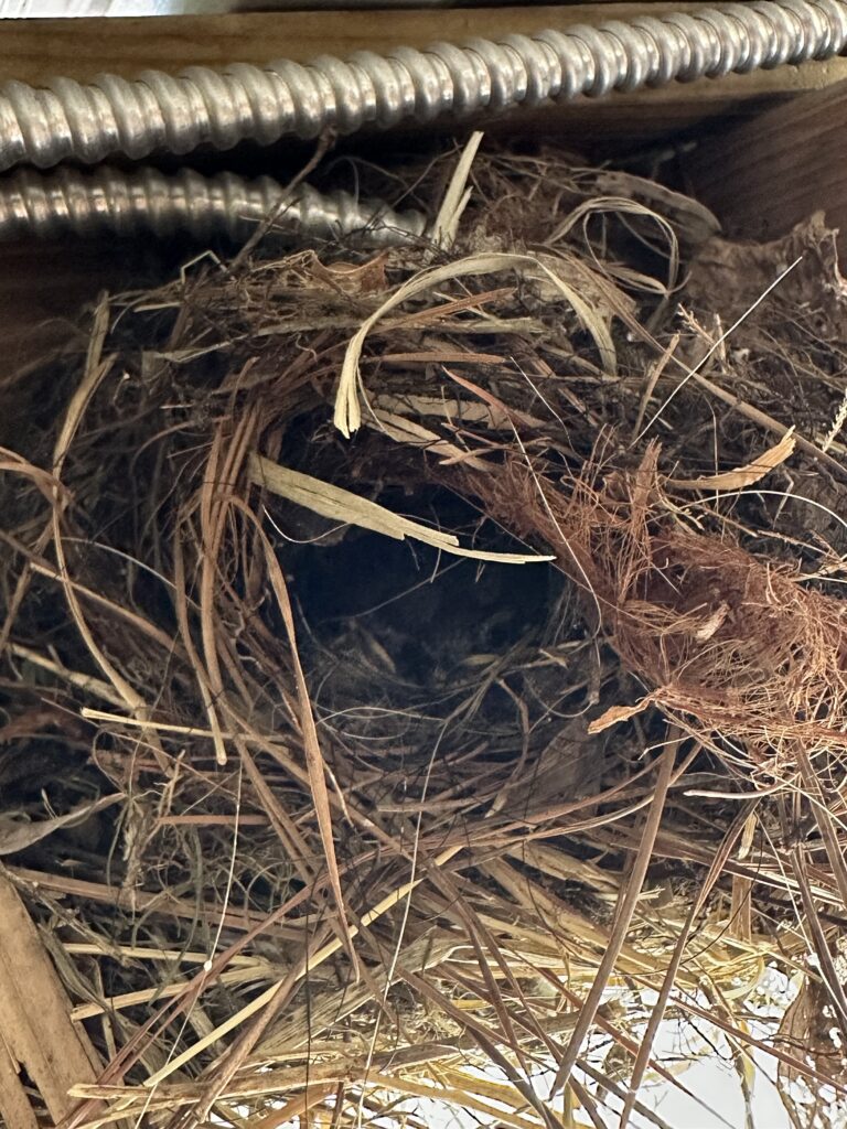 wren chicks