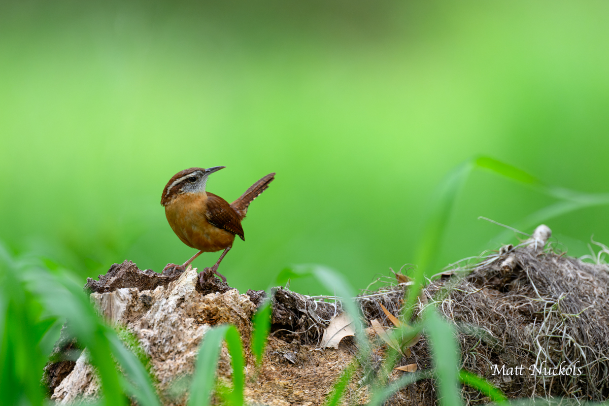 Carolina Wren | “On the Trails” with Emily