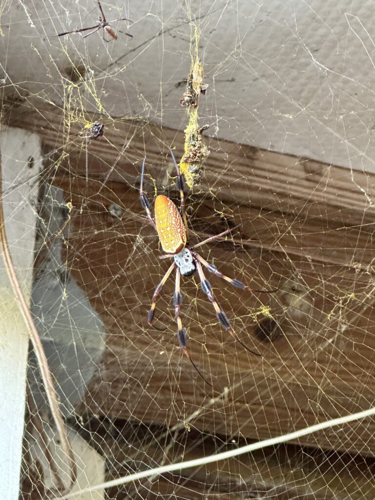 Golden Orb Weaver Spider
