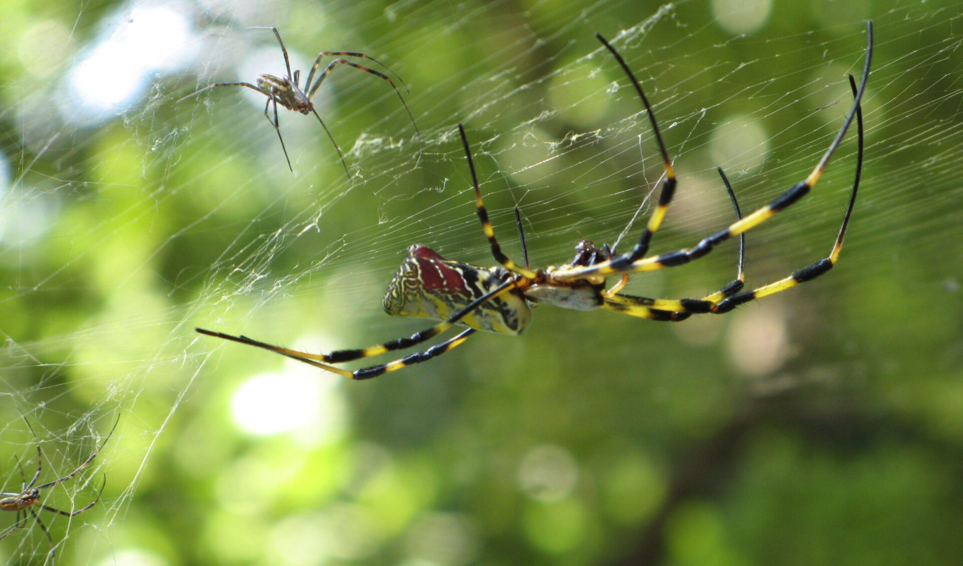 Golden Orb Weaver Spider | “On the Trails” with Emily