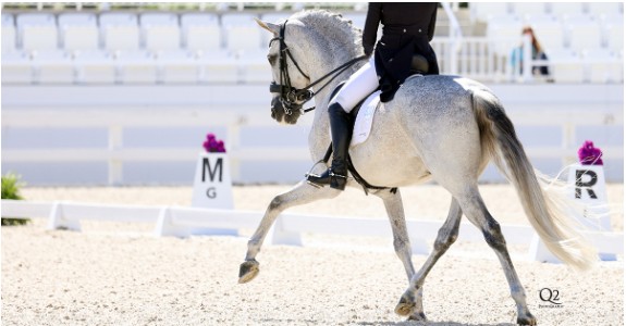 Dressage
