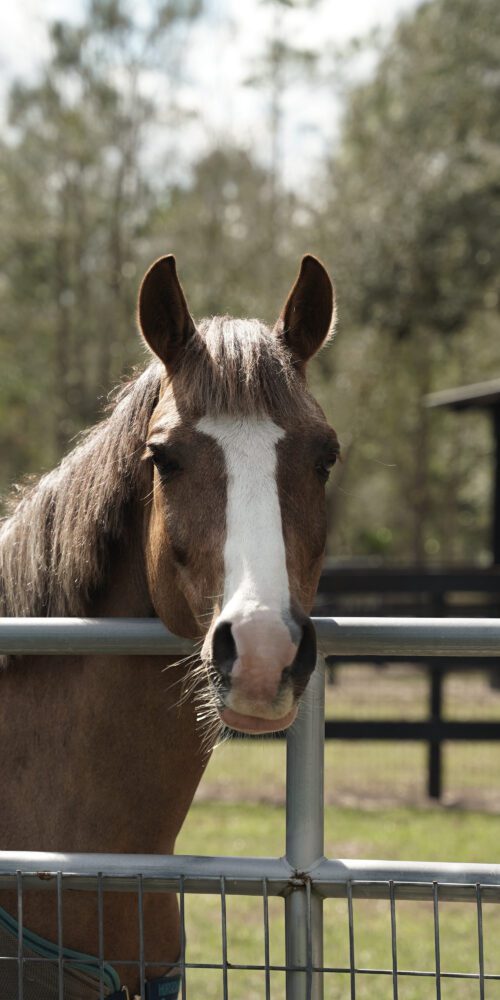 horse in paddock at black prong resort, horse riding stables in Black Prong