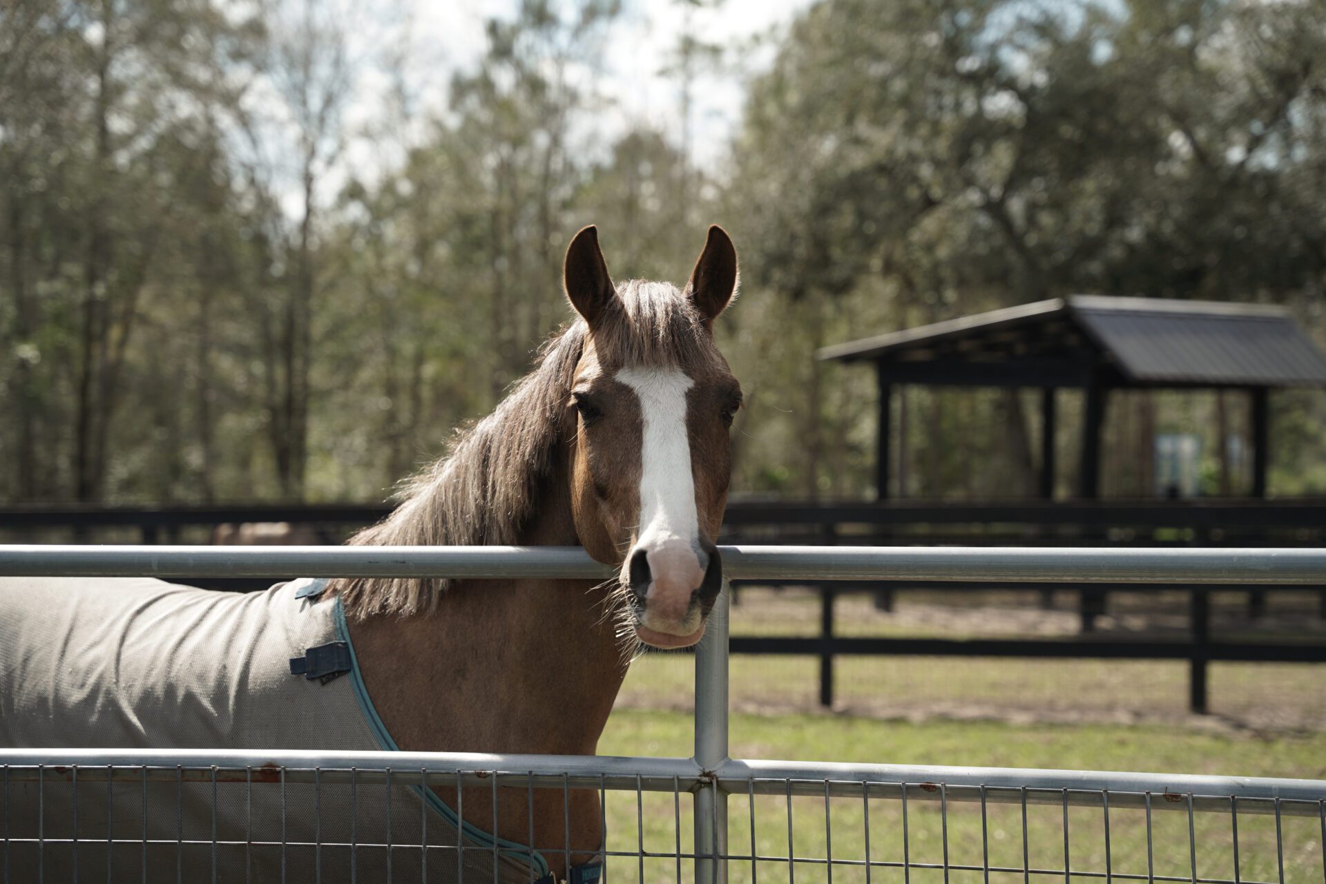 horse in paddock at black prong resort, horse riding stables in Black Prong
