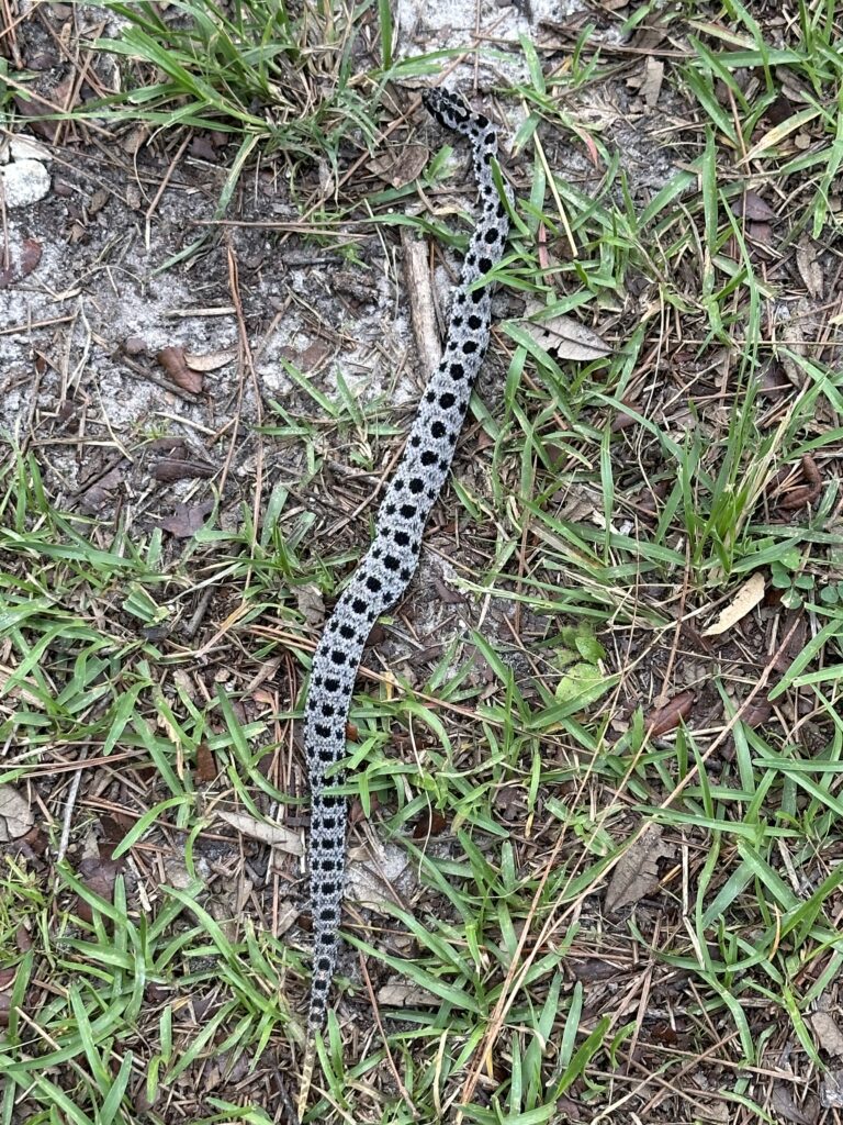 pygmy rattlesnake