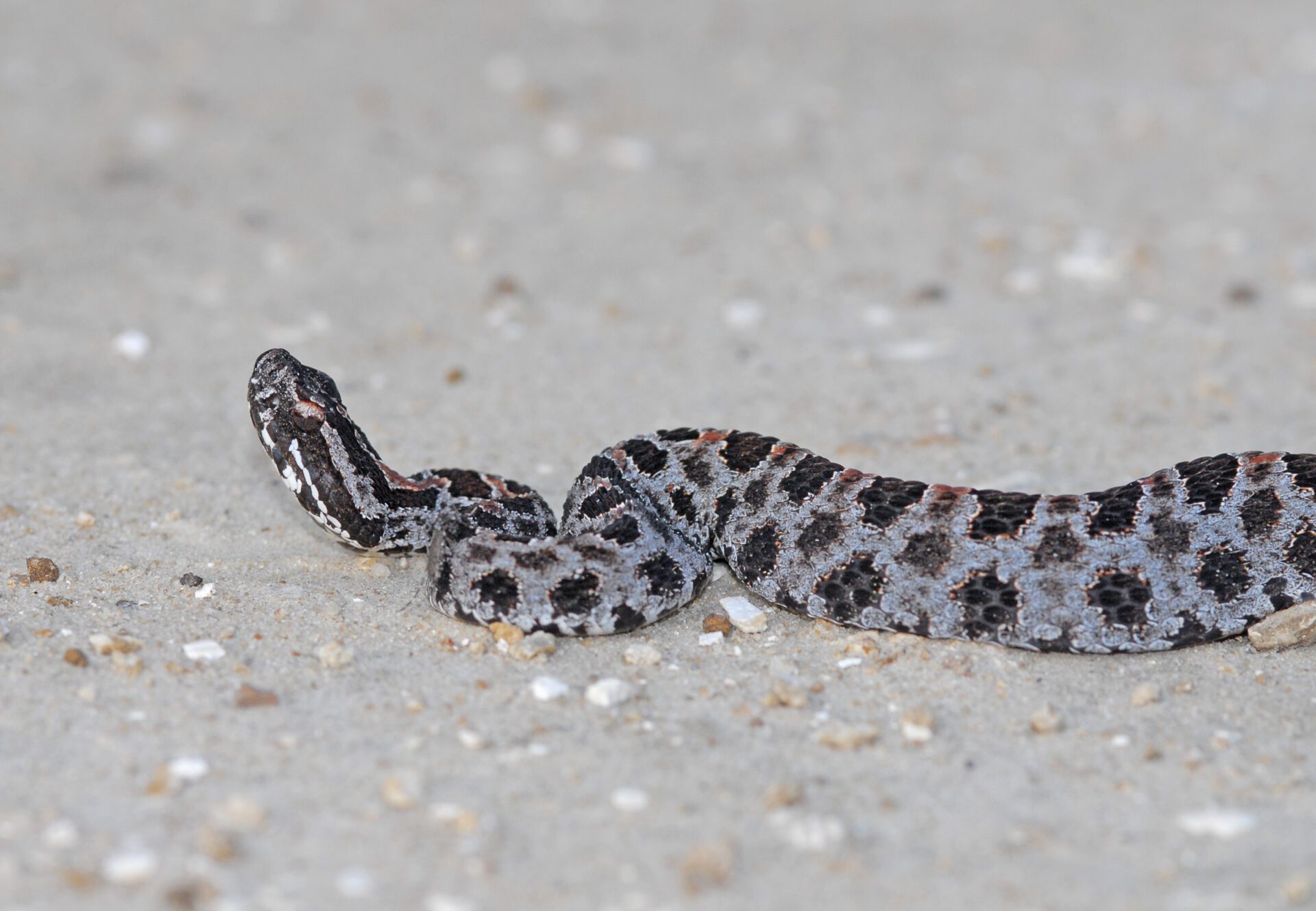 pygmy rattlesnake