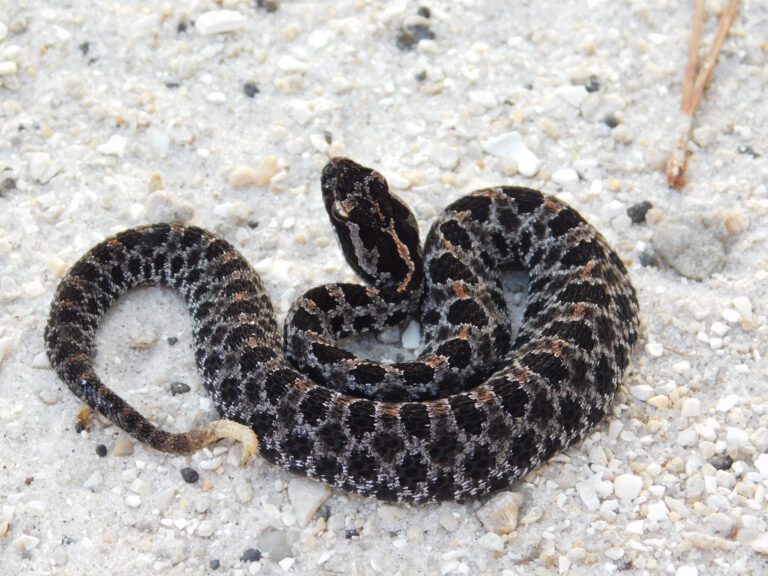 Pygmy Rattlesnake
