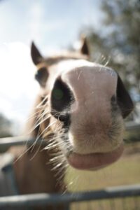 horse riding stables in Black Prong