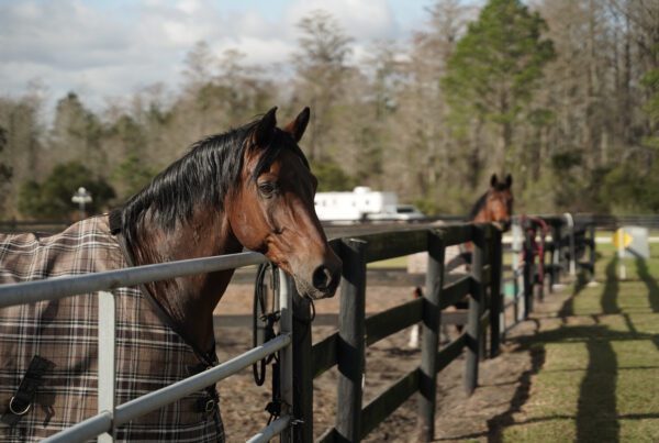 horse riding stables in Black Prong