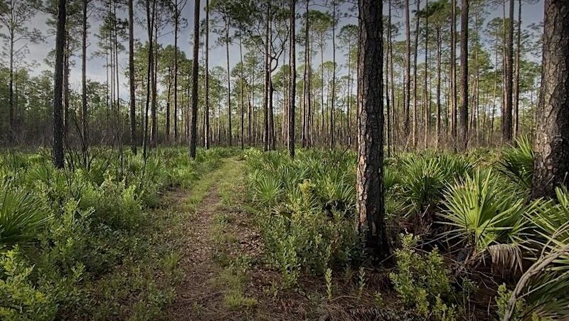 Goethe State Forest Bioblitz