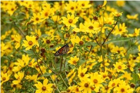 Fall Wildflower Walks