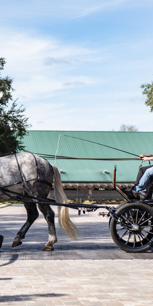Horseback riders carriage riders enjoying holiday event