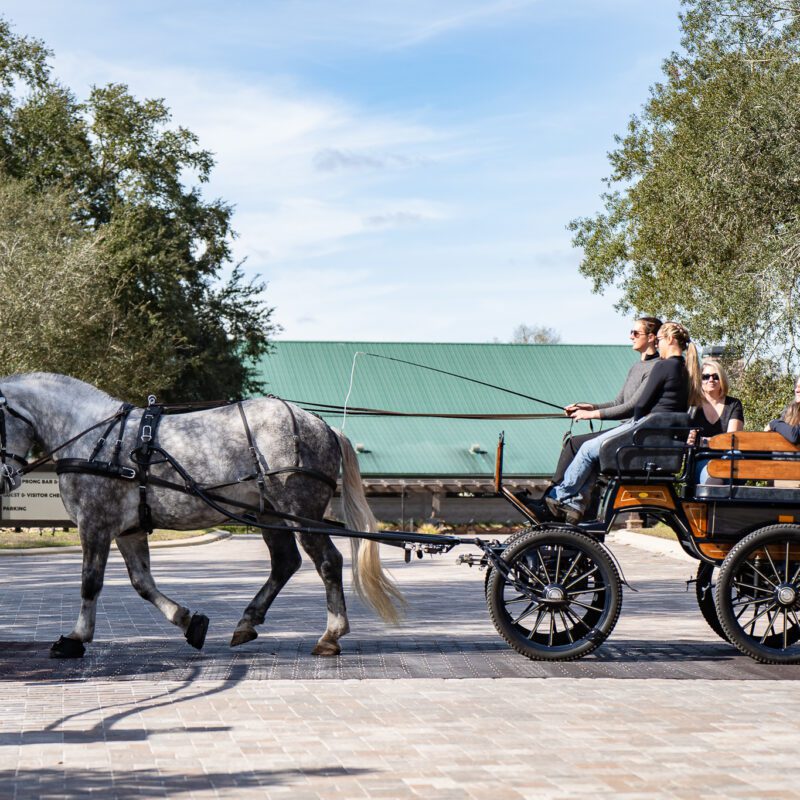 Horseback riders carriage riders enjoying holiday event