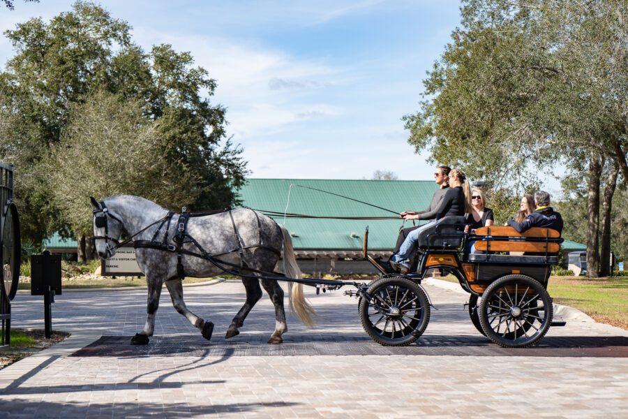 Horseback riders carriage riders enjoying holiday event