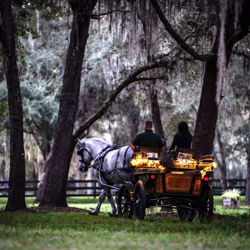 Black Prong Resort fall carriage ride