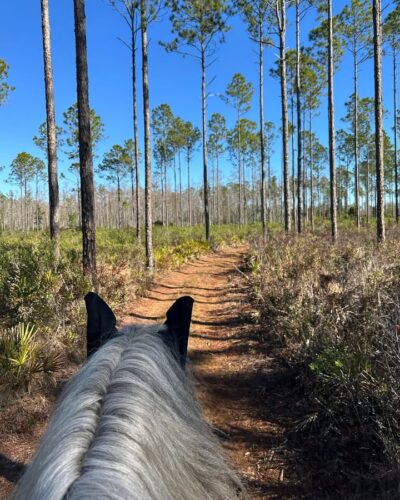 Discover genuine Florida landscape while horseback riding. No need for your own horse or prior riding experience to embark on this equestrian adventure! Black Prong Adventures, situated within Black Prong Resort near Gainesville and Ocala, provides guided group trail rides suitable for riders of all skill levels. Forge a connection with our safe and friendly trail horses during your journey through the forest.

Book your ride today! https://blackprong.com/adventures/