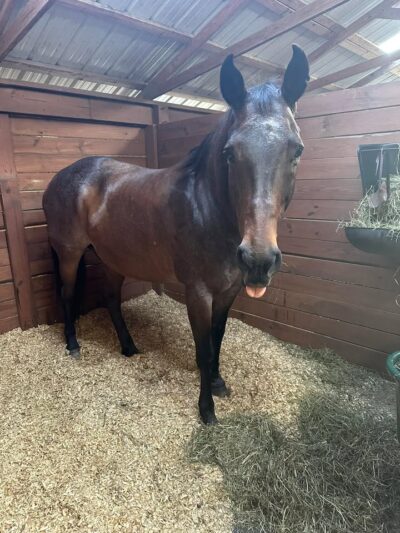 Sarge, a member of our Black Prong Adventures Trail Riding & Carriage Tours team, was being quite playful this morning with his hay.

Make sure to like and follow the Black Prong Adventures Trail Riding & Carriage Tours page for more updates on all of our equine friends!