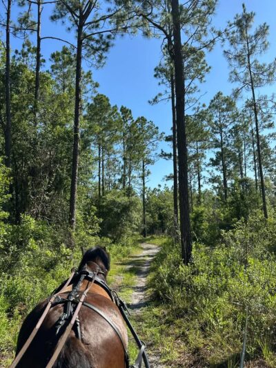 🐴 Discover Black Prong by Carriage! 🌿

Relax and ride in style with a scenic horse-drawn carriage tour through the beautiful Black Prong resort. Perfect for couples, families, and nature lovers!

✨ Reserve your spot now! blackprongadventures.com
#BlackProngAdventures #CarriageTourMagic